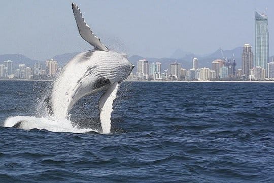 Whales in Paradise Family Pass
