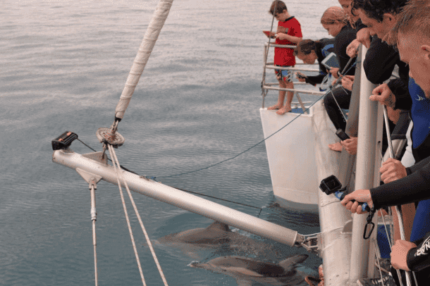 Dolphin Watch
