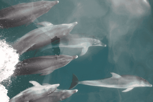 Dolphin Watch in Port Phillip Bay