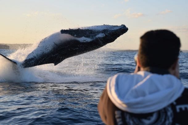 Whale Watching From a Fast Military Boat