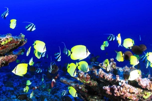 Introductory Dive Mooloolaba Double Dive