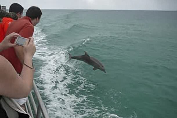 Dolphin Cruise with Brisbane Transfers