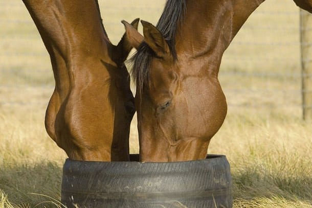 Horses, Wine and Beer Tour