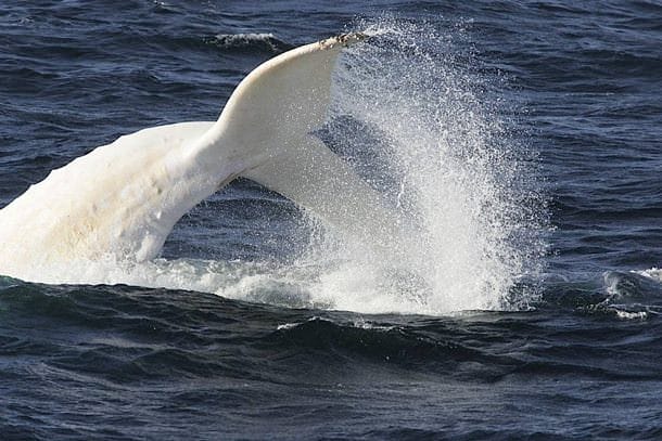 Whales in Paradise