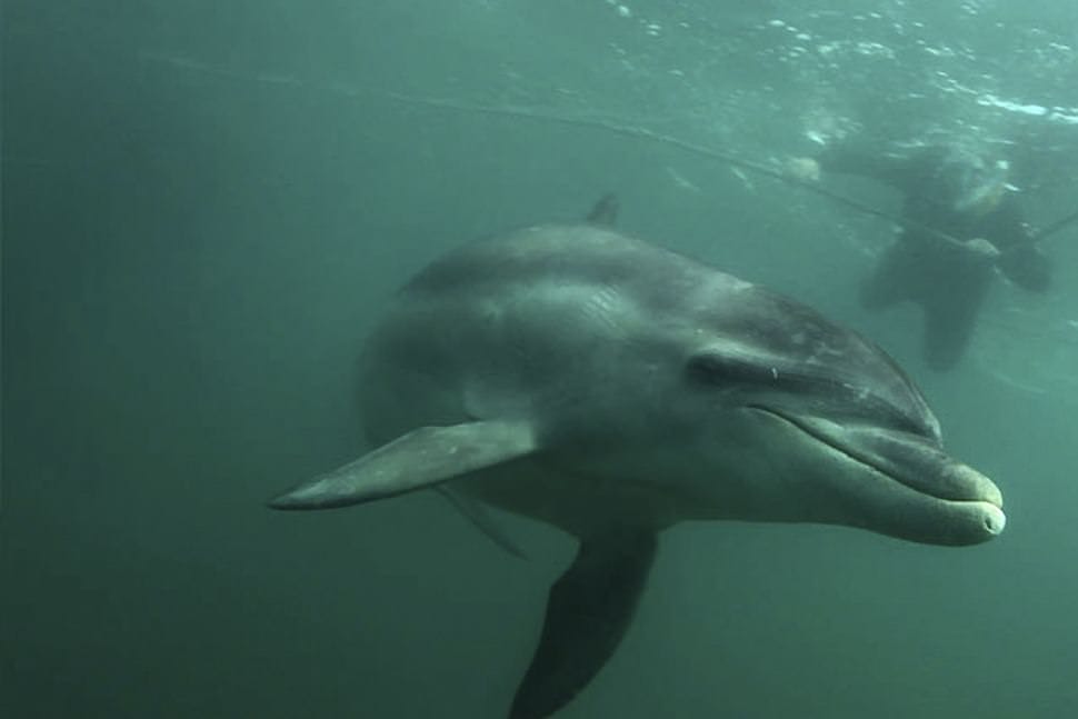 Swim with the Dolphins in Sorrento