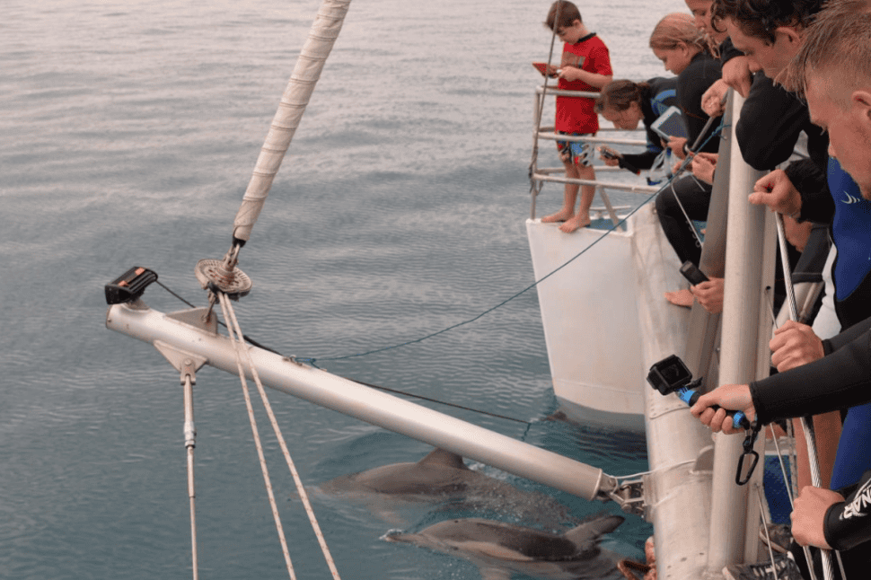 Dolphin Watch