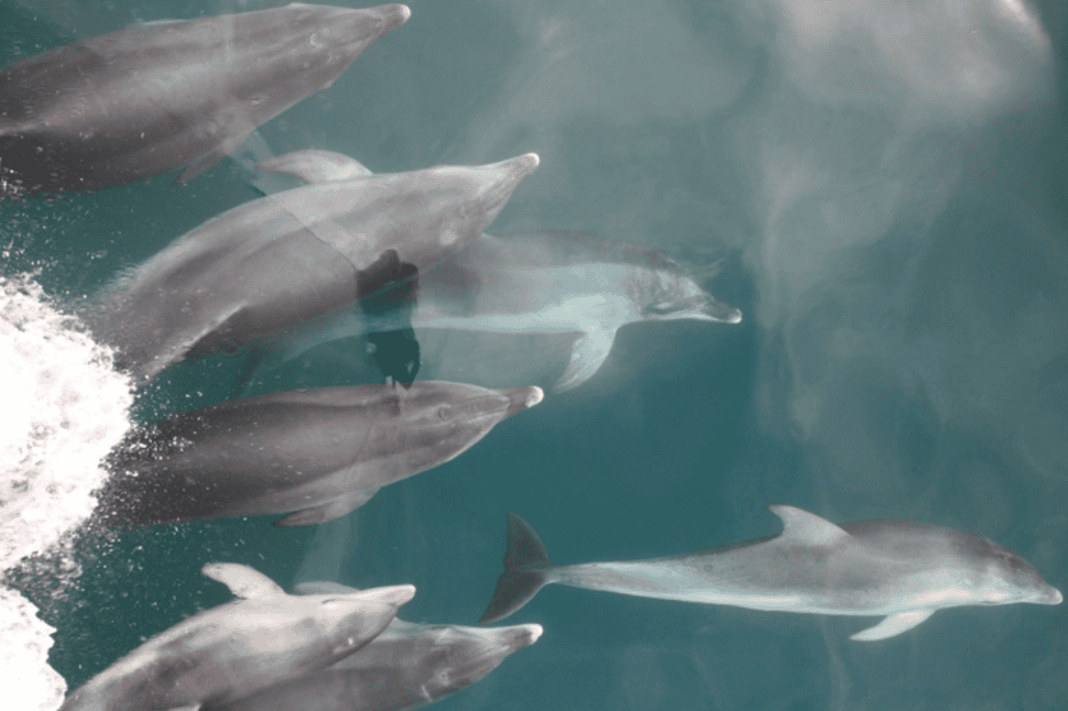 Dolphin Watch in Port Phillip Bay