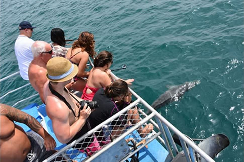 Dolphin Cruise with Brisbane Transfers, Family