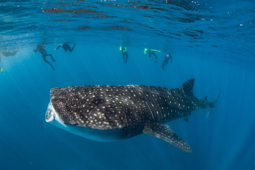 Whale Shark Adventure Swim