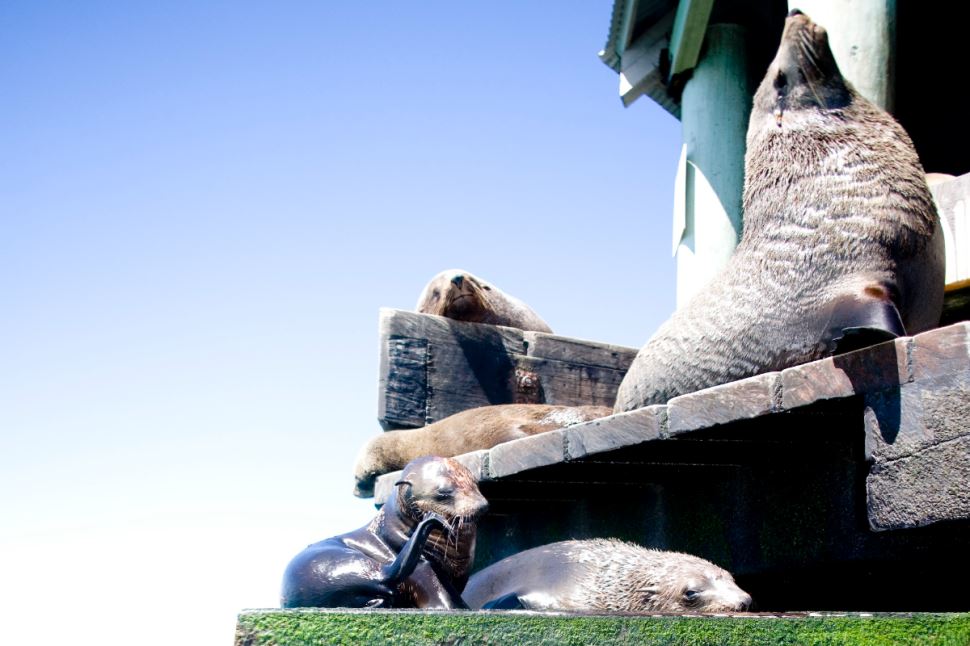 3 hour Dolphin and Seal Cruise Sightsee