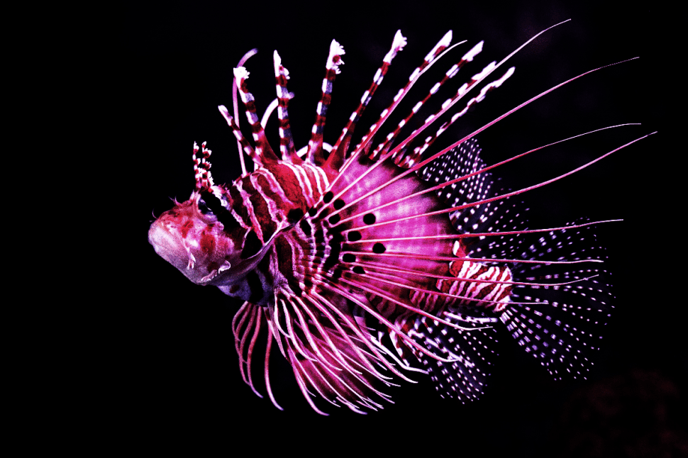 Aquarium by Twilight, Guided Nocturnal Tour