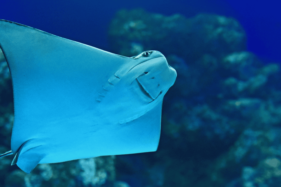 Marine Life Encounter at Cairns