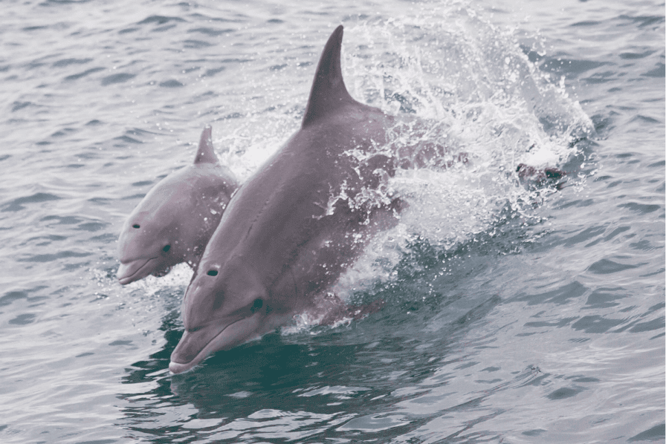 Swim with Wild Dolphins, Excludes Transfers