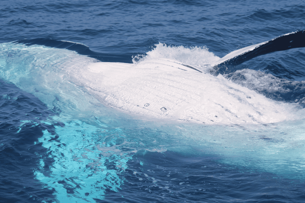 Whale Watching on the Sunshine Coast