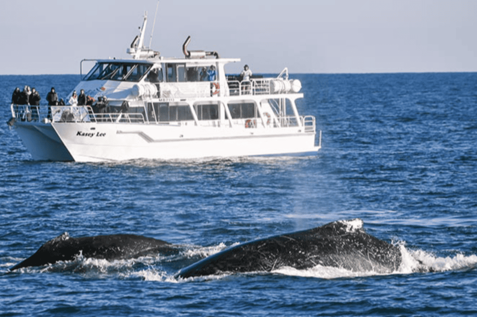Phillip Island Whale Watch