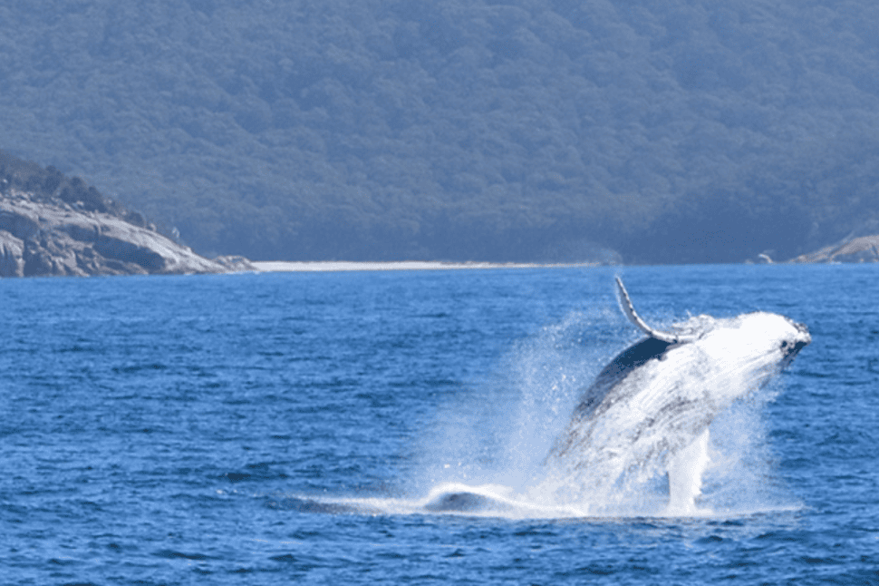 Wilsons Prom Whale Watch