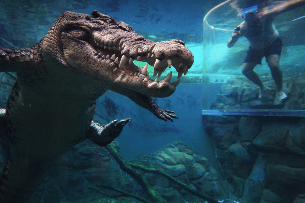 Crocodile Cage of Death Encounter