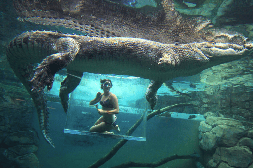 Crocodile Cage of Death for Two