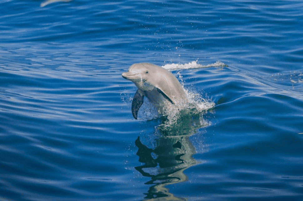 Wild Dolphin Sightsee, Excludes Transfers