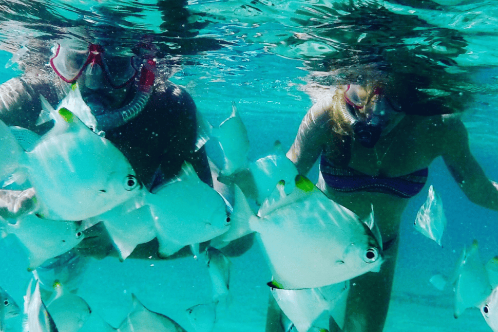 Dolphin Kayaking and Snorkelling