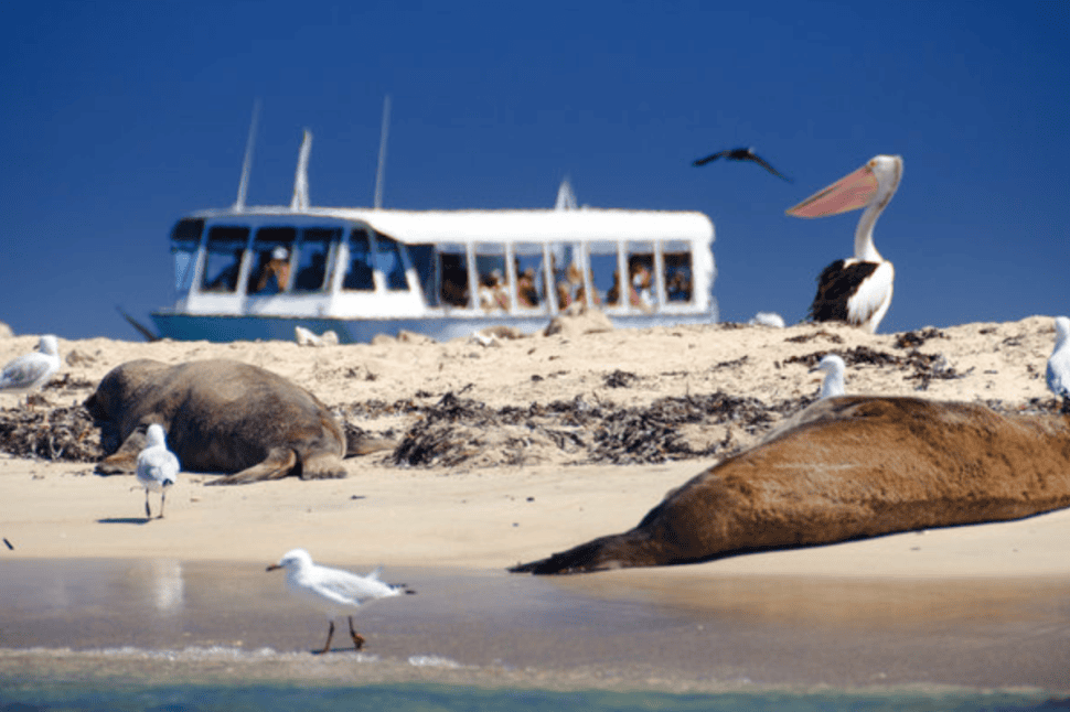 Dolphin, Penguin and Sea Lion Cruise