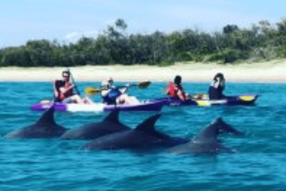 Dolphin and Stradbroke Island Kayak Tour
