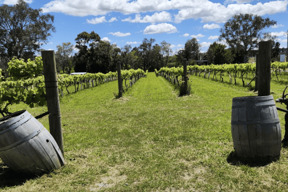 Murrumbateman Full-Day Winery Tour