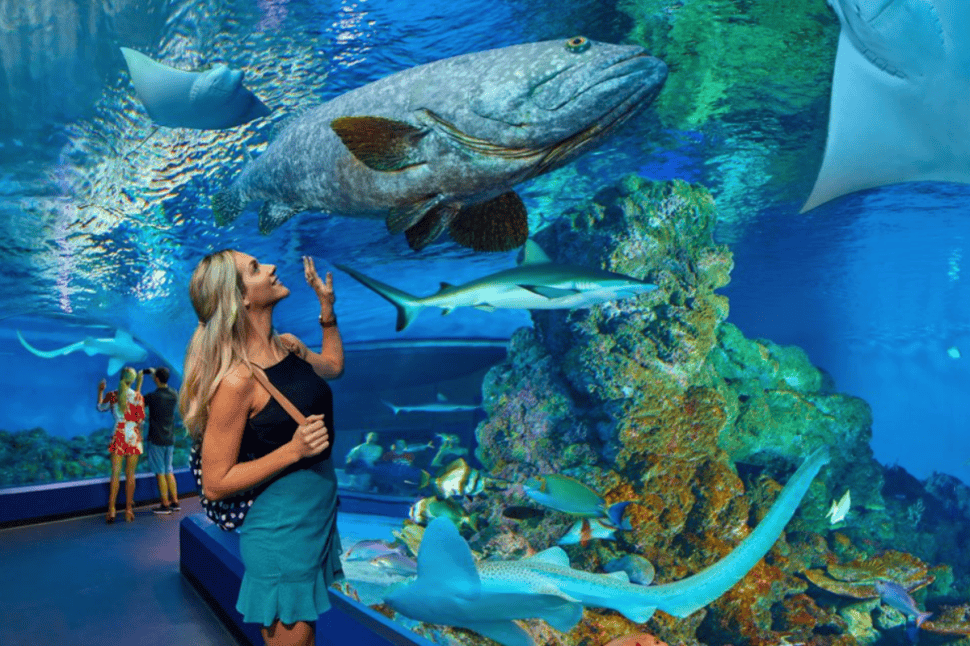 Cairns Aquarium General Admission
