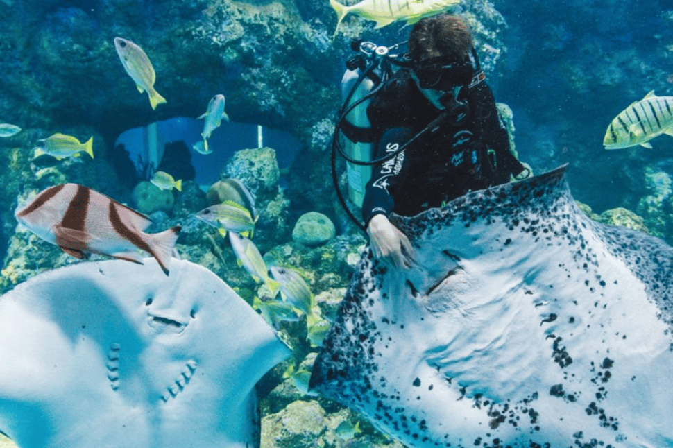 Cairns Aquarium General Admission