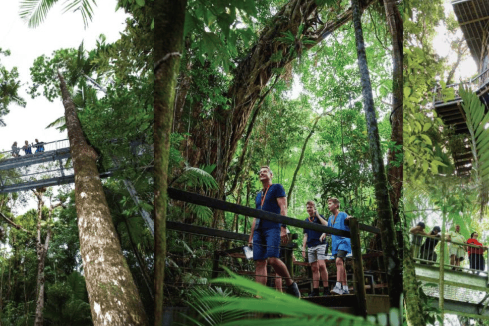 Daintree Crocodile Cruise and Discovery Tour