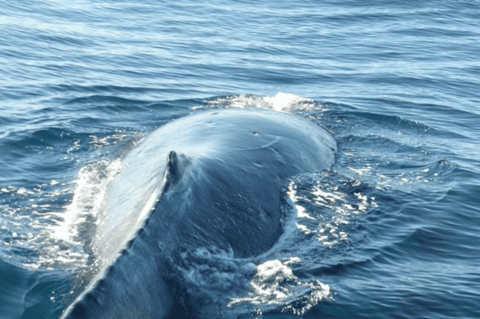 Sydney Dolphin and Whale Watching