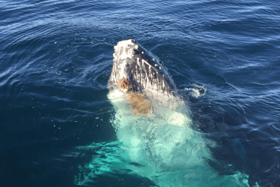 Sydney Dolphin and Whale Watching