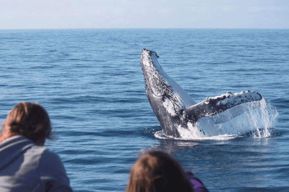 Whale Watch at Whale Heritage Site