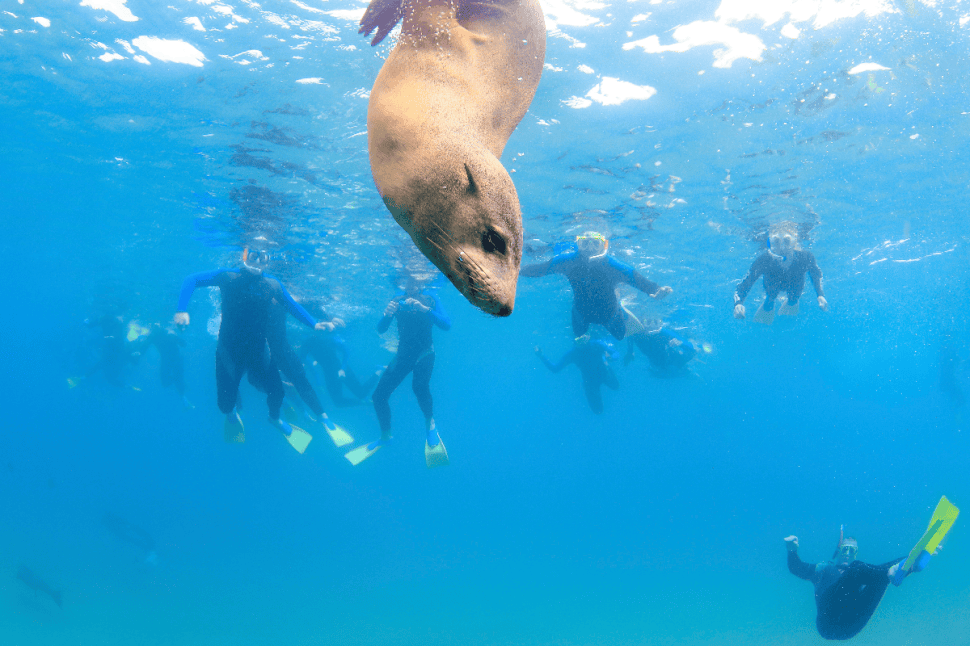 Two-Hour Seal Encounter Snorkel Adventure