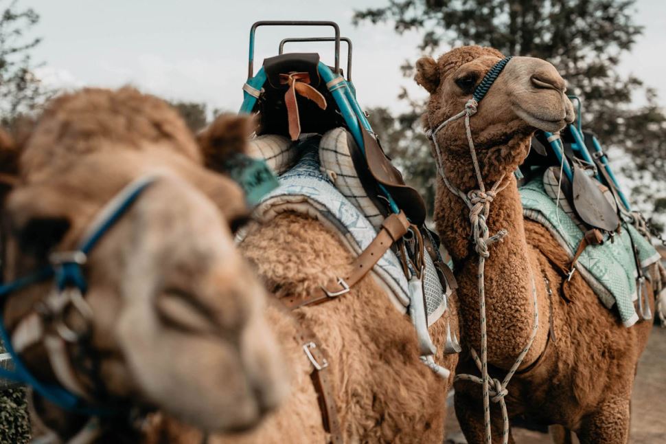 Camel Experience, Paddock to Plate
