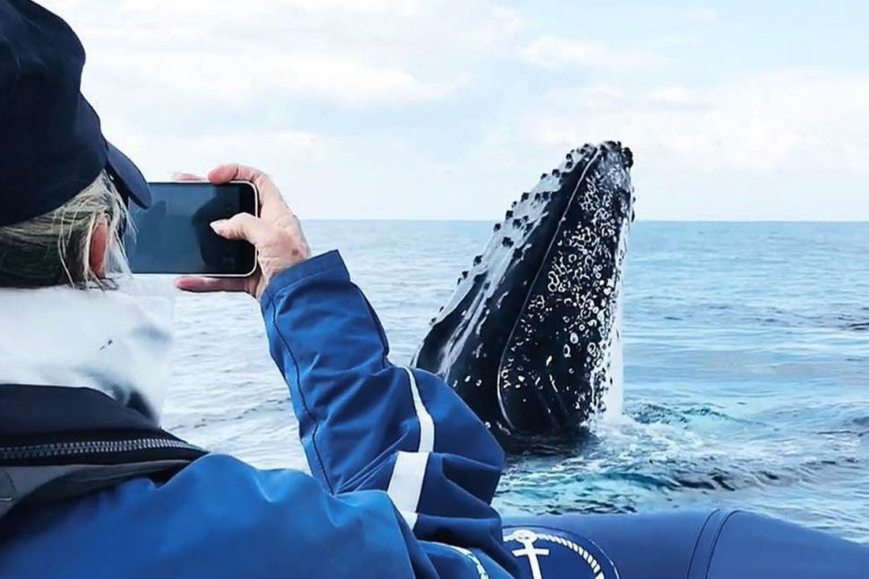 Byron Bay Whale Watching Tour