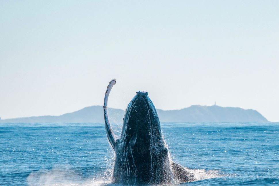 Byron Bay Whale Watching Tour