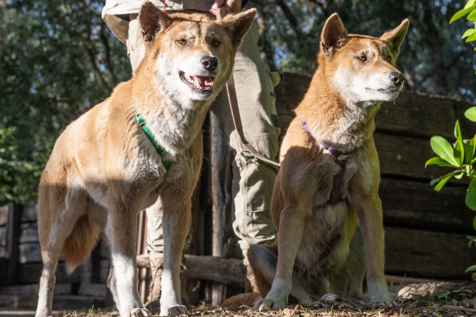 Dingo Encounter