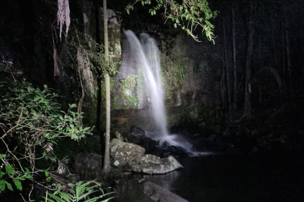 Evening Rainforest and Glow Worm Experience