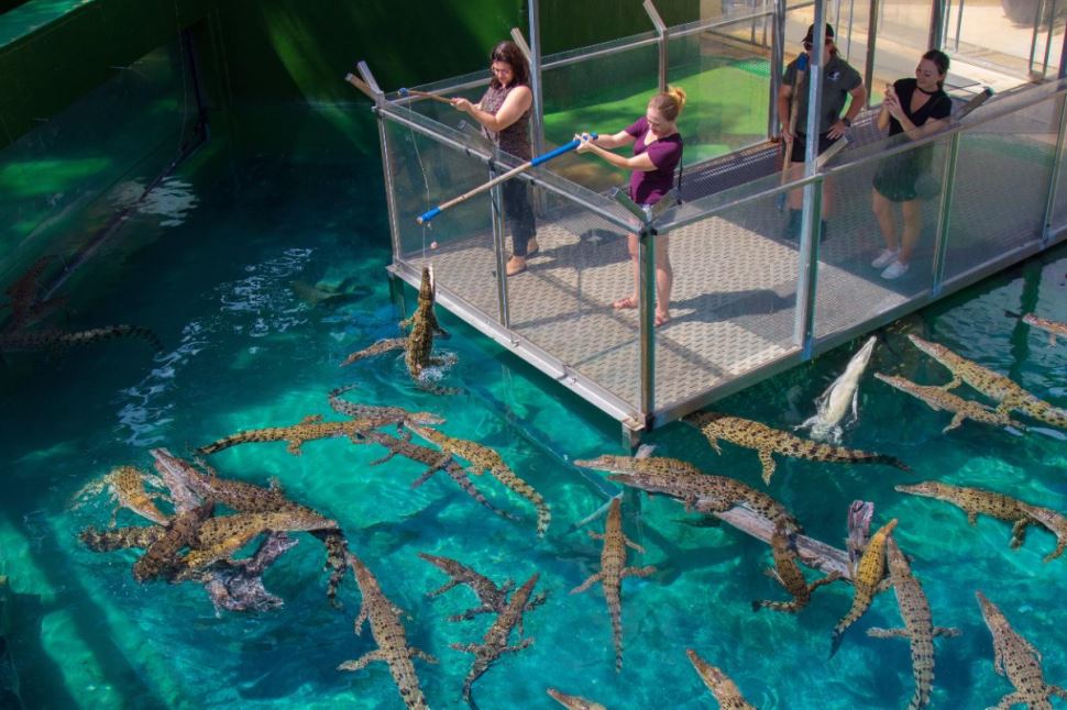 Brave Young Croc Feeders. A VIP Adventure Day