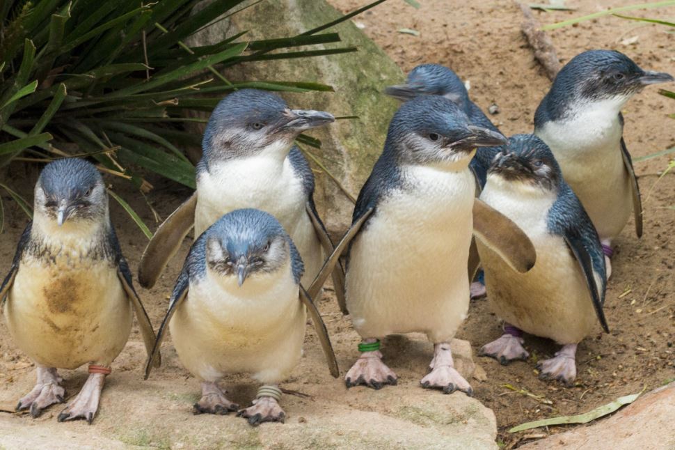 Puffing Billy And Penguin Parade Tour