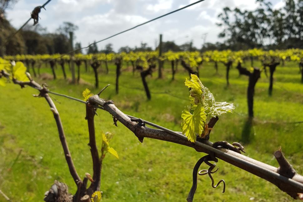 Bespoke Tour of the Margaret River for Two