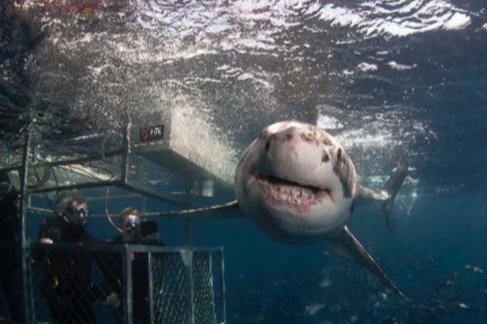 Great White 2 Night Getaway, Ocean Floor Diver