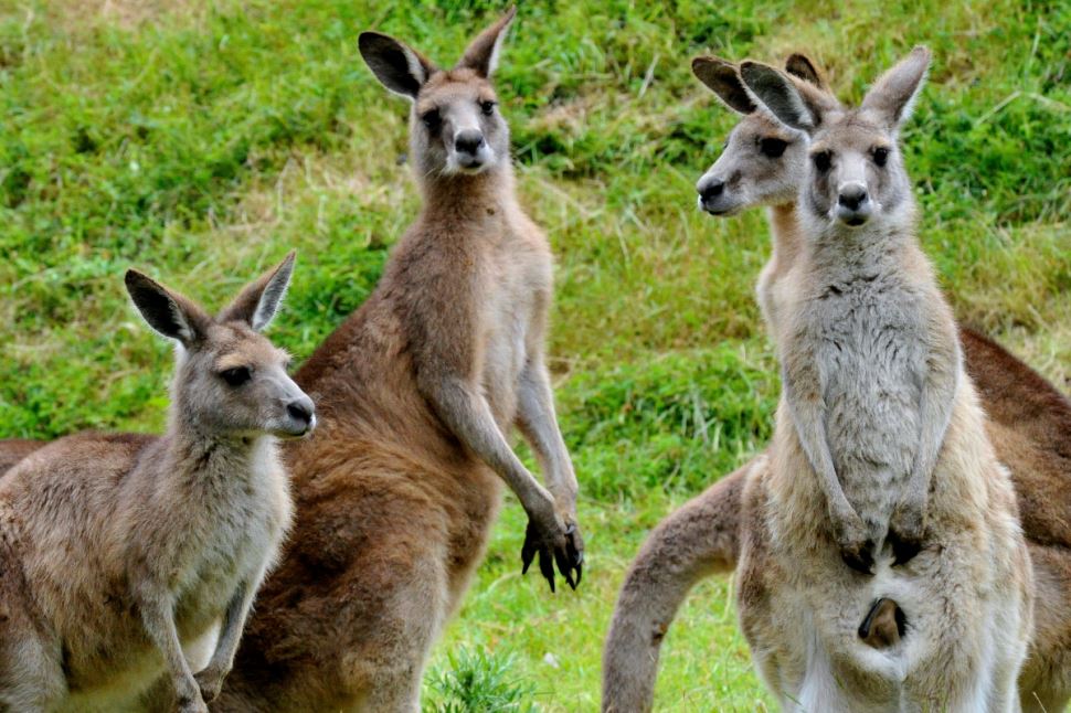 Healesville and Phillip Island Wildlife Bus Tour