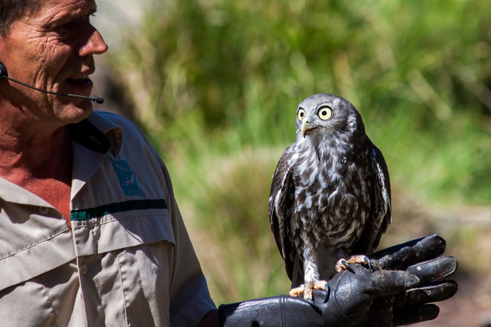 Healesville, Phillip Island Wildlife Tour