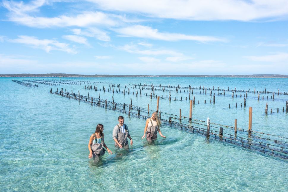 Oyster Farm and Bay Tour with Wading
