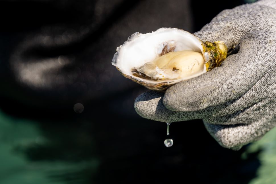 Coffin Bay Oyster Farm Tour