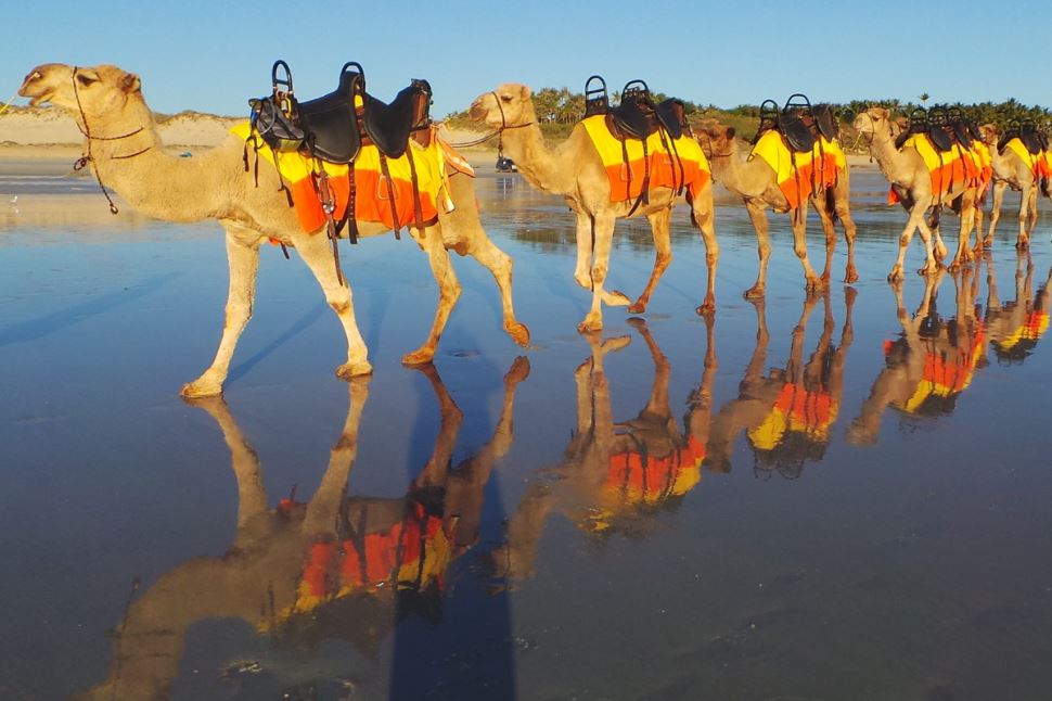 Sunset Cable Beach Camels
