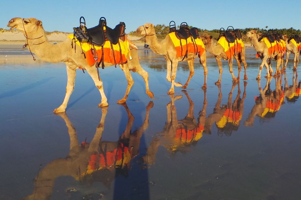 Sunset Cable Beach Camels