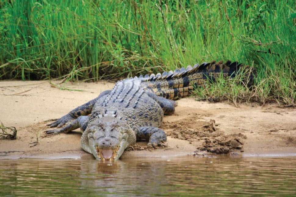 Daintree Crocodile Cruise and Tour